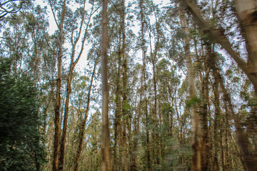 Blurred trees in motion against a bright sky