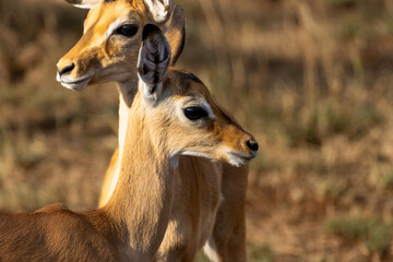Close-up of two young impala antelopes standing side by side in the dry savannah grass during...