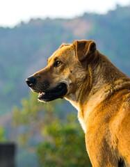 Dog profile, nature background