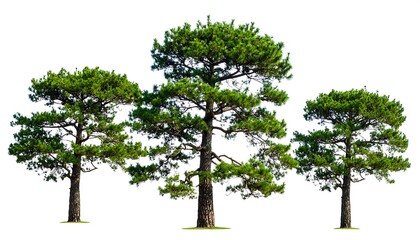Three pine trees isolated on white