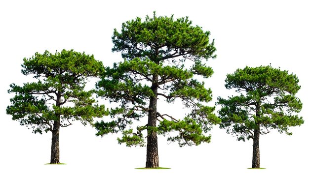 Three pine trees isolated on white - Powered by Adobe