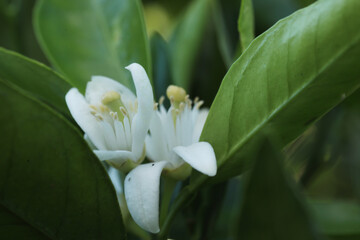 close up of bee on flower in nature