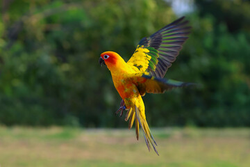 Beautiful Sun conure parrot flying in the forest.