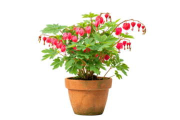 Bleeding Heart Plant in Pot on Transparent Background