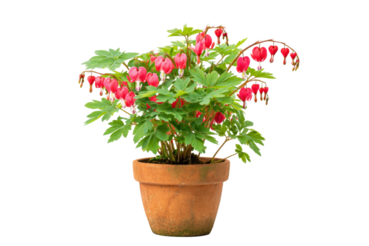 Bleeding Heart Plant in Pot on Transparent Background
