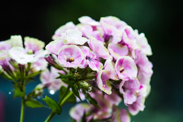 Close up of blooming phlox flower (Neon). Plants and flowers in the garden.