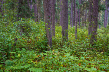 Vinal Creek Trail #9