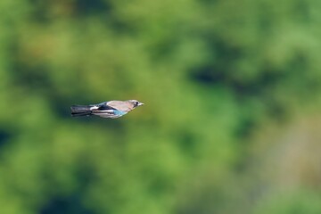 グリーンバックに颯爽と飛ぶカケス