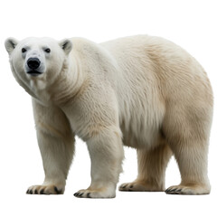 Realistic polar bear standing on black background with white fur isolated on a transparent background