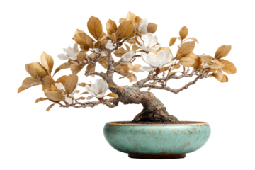 Magnolia Bonsai in Ceramic Turquoise Pot on White