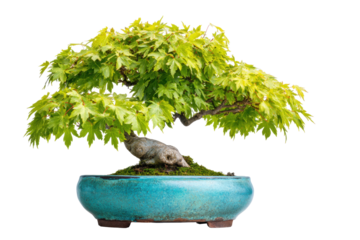 Maple Bonsai Tree in Turquoise Pot on Transparent Background