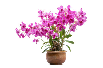 Dendrobium orchid in clay pot on transparent background