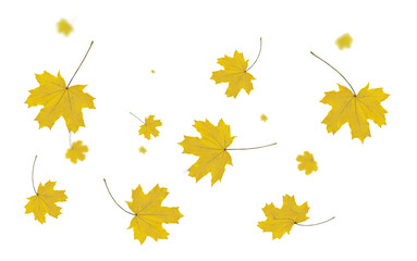 autumn leaf colors isolated for background