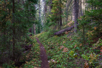 Vinal Creek Trail #9