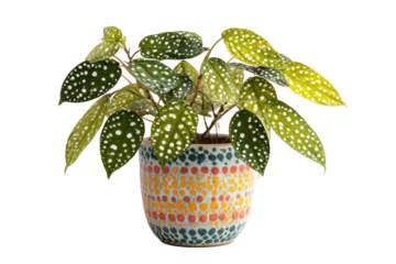 Polka dot plant in colorful dotted pot on transparent background