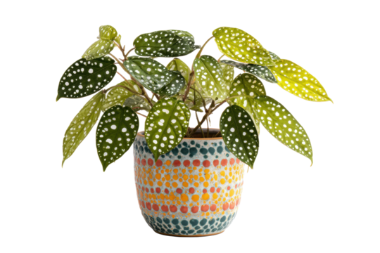 Polka dot plant in colorful dotted pot on transparent background