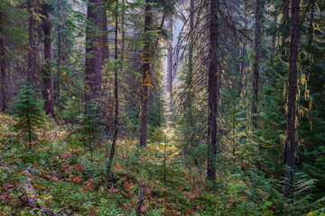 Vinal Creek Trail #9