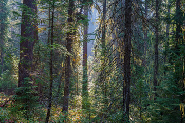 Fototapeta premium Vinal Creek Trail #9