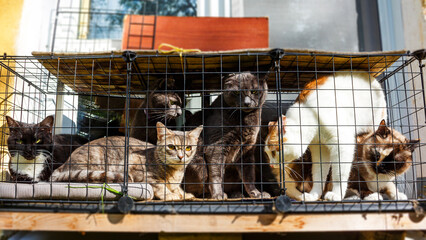 Six cats on a cat balcony in a accidental renaissance style, emotions of indifference, calmness, mistrust and anger