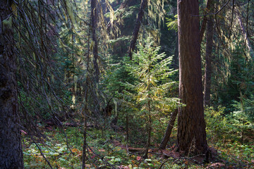 Vinal Creek Trail #9