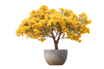 Yellow Tabebuia Tree in Pot on Transparent Background