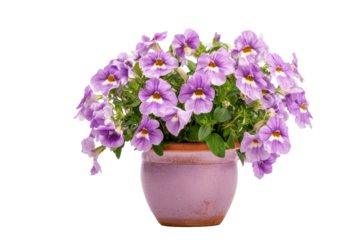 Torenia Wishbone Flower in Pot on Transparent Background