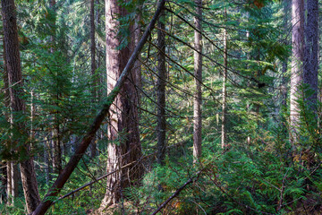 Vinal Creek Trail #9