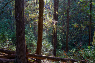 Vinal Creek Trail #9