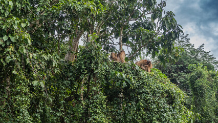 Fototapeta premium A family of monkeys settled on the branches of a tree in the rain forest. Macaques take care of each other, clean their fur. Lush green jungle vegetation against the blue sky, clouds. Malaysia. Borneo