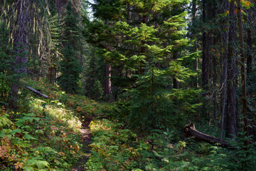 Vinal Creek Trail #9