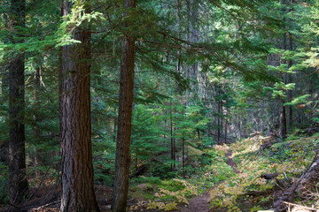 Vinal Creek Trail #9