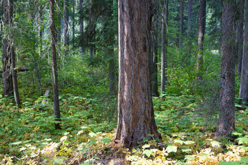 Vinal Creek Trail #9