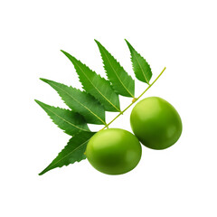 Green neem leaf with neem fruit on transparent background