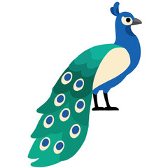A vibrant and stylish flat-design illustration of a peacock (peafowl) standing proudly