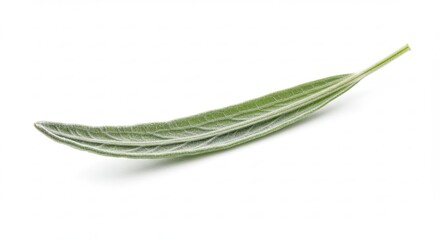 A Single Green Leaf with a Long Stem on a White Background.