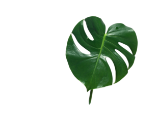 Monstera leaf with minimal marble background