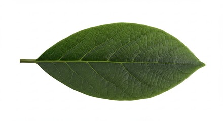 Fototapeta premium A single green leaf with a prominent central vein on a white background.