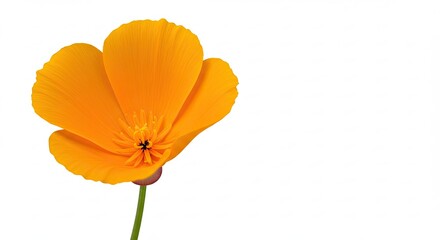 Naklejka premium Vibrant Orange California Poppy Flower Isolated on White Background.