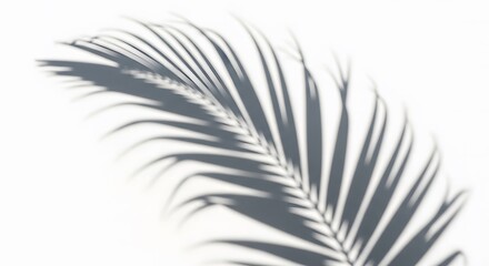 Obraz premium A close-up view of a palm frond casting a shadow on a white surface.