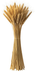 Neatly Bundled Golden Wheat Stalks Against a White Background