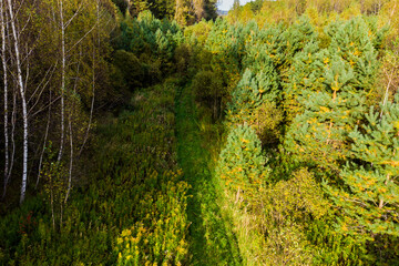 A low-altitude view of a route through a young forest