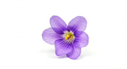 A delicate purple violet flower isolated on a clean white background.