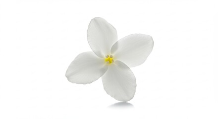 A delicate white flower with yellow center isolated on white background.