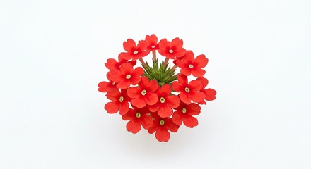 A beautiful cluster of small red flowers with green leaves in the center.