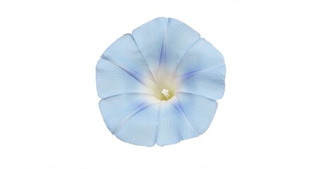 Delicate Light Blue Morning Glory Flower Isolated on White Background.