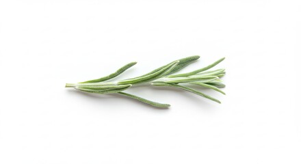 Fresh Rosemary Sprig Isolated on White Background.