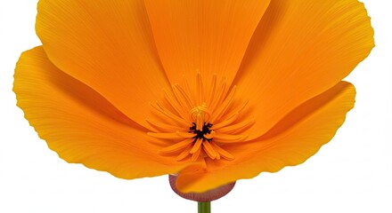 Close up of a vibrant orange California Poppy flower with delicate petals.