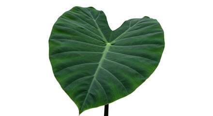 Large Green Elephant Ear Leaf Isolated on White Background.
