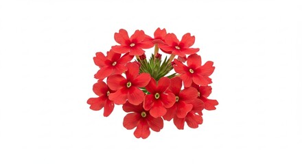 Vibrant Red Verbena Flowers Isolated on White Background.
