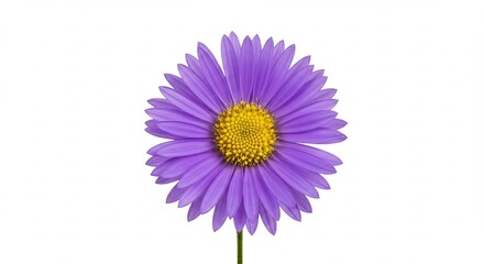 A Single Vibrant Purple Aster Flower with a Yellow Center on a White Background.